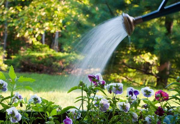 Как правильно поливать газон? Орошение газона своими руками - фото