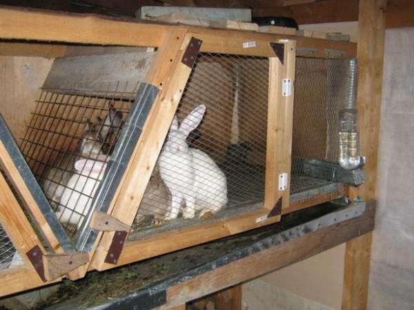 Как правильно построить и куда установить клетки для кроликов - фото