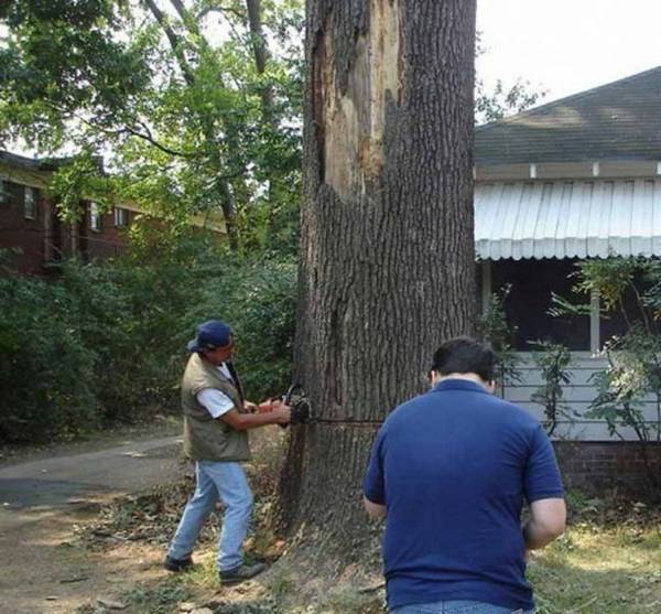 Как спилить дерево своими руками? с фото