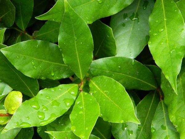 Лавровое дерево из листика: особенности выращивания с фото