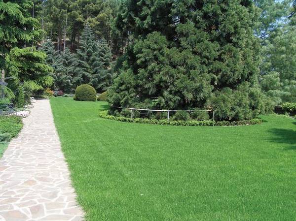 Как сделать газон возле дома. Лучшие газонные травы для посадки в различных условиях! Как восстановить повреждённый газон