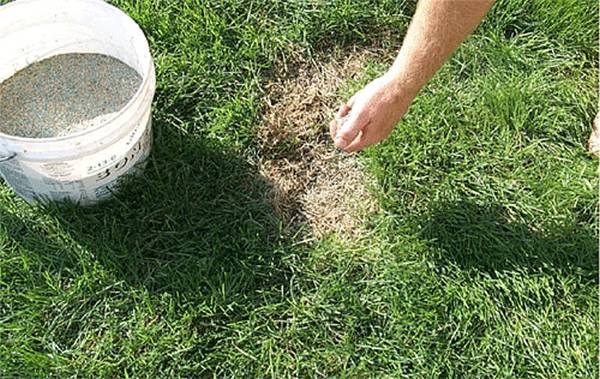 Как сделать газон возле дома. Лучшие газонные травы для посадки в различных условиях! Как восстановить повреждённый газон