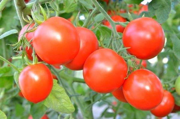 Секреты хорошего урожая помидоров с фото