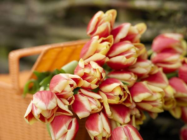 Сорта тюльпанов Правила посадки, выращивания и ухода за цветами - фото