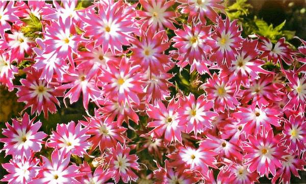 Японские цветы в ландшафте дачного участка: советы по выбору с фото